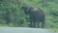 olifant
