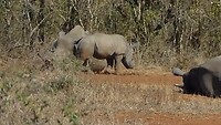 de neushoorn