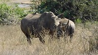neushoorn