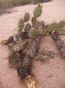 Cactus figuur