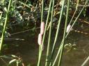 Snail eieren
