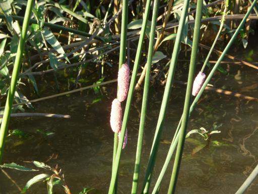 Snail eieren