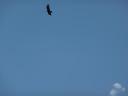 De condor