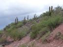 Catussen, cactussen en cactussen