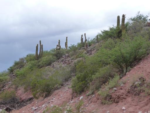 Catussen, cactussen en cactussen