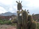 Cactus in bloei