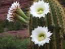 Cactusbloem