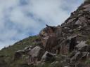 Nogmaals de Condor