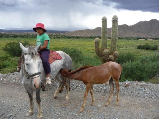 Gaucho in de dop