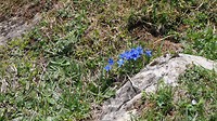 alpenbloem
