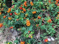 Lantana