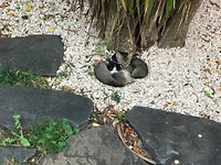 ...schattige...