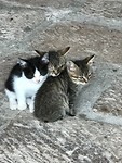 ...katjes....