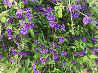 Morning Glory's