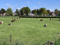 Schaapjes in Elburg