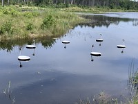 Oerol
