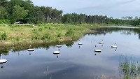 Swans