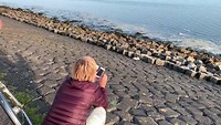 Zeehondje op de dijk