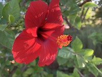 Hibiscus
