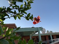 Hibiscus
