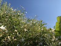 Olijfbladeren