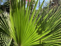 Jardin Majorelle