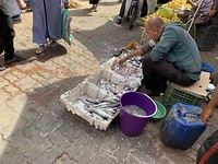 Zeeduivel en sardines