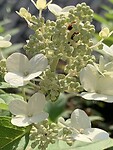 Pluimhortensia in de tuin van de Eshof