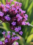 Tuin Eshof