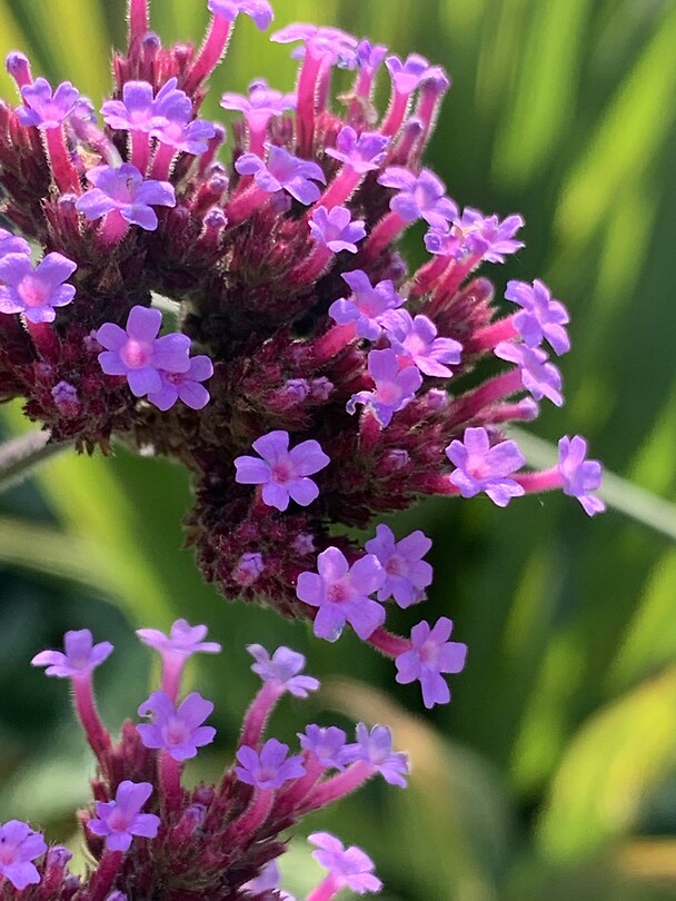 Tuin Eshof