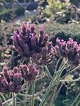 Tuin Eshof