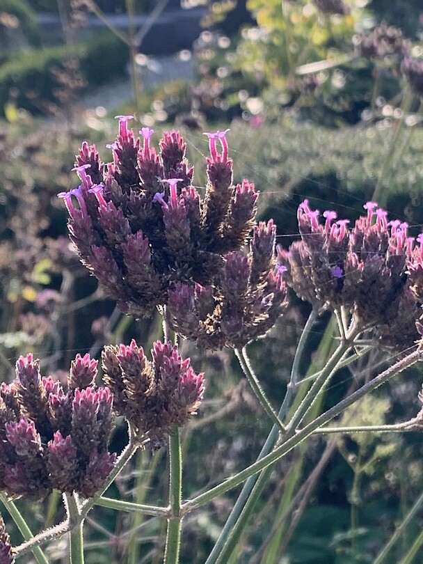 Tuin Eshof