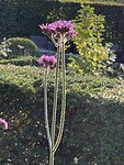Tuin Eshof