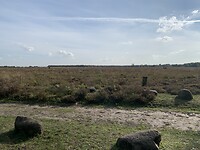 Fogteloer veld