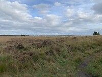 Fochteloër Veld