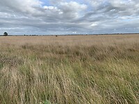 Fochteloër Veld