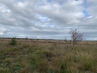 Fochteloër Veld