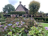 Hortensia's