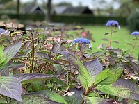 Hortensia's