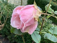 Natte roos