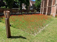 Noordwijk; klaprozen en expositie in dorpskerk