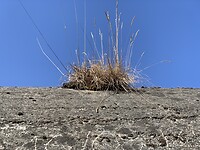Longues-sur-Mer