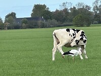 De ooievaar en de koe
