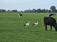 De ooievaars