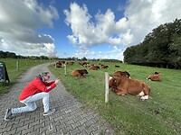 Ooijevaar kiekt koe
