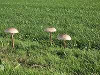 Paddestoelenseizoen geopend
