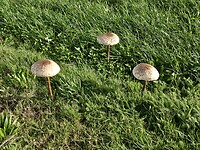 de eerste paddestoelen