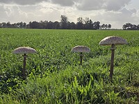 de eerste paddestoelen