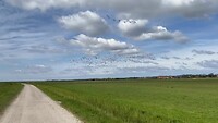 The Birds