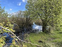 Boschplaat